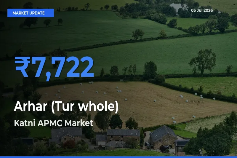 Katni APMC Offers ₹7,722 – Highest Arhar (Tur whole) Rate Today
