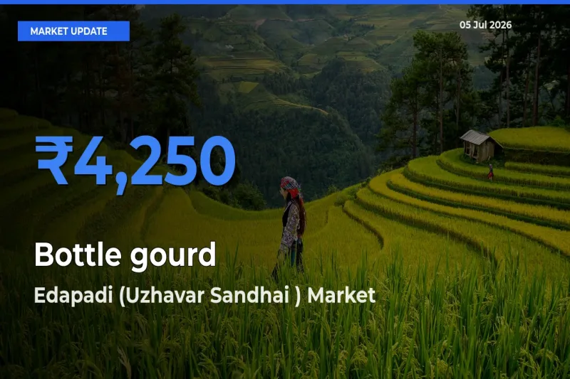 Edapadi (Uzhavar Sandhai ) Emerges as Top Mandi for Bottle gourd Prices Today