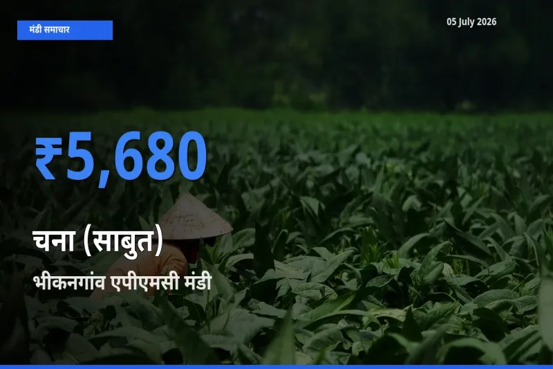 05 July अपडेट: चना (साबुत) के सबसे ऊँचे दाम भीकनगांव एपीएमसी मंडी में
