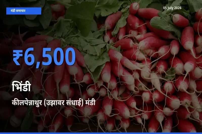 टॉप मंडी बना कीलपेन्नाथुर (उझावर संधाई)! भिंडी के सबसे ऊँचे दाम यहीं दर्ज