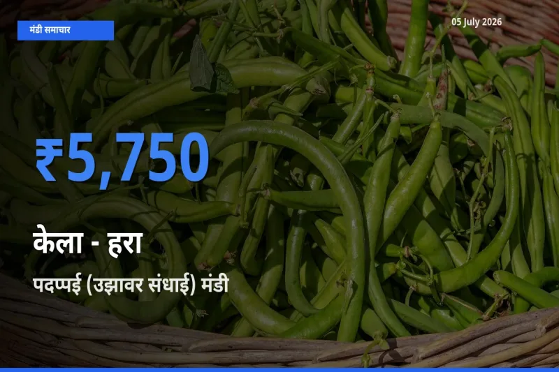 टॉप मंडी बना पदप्पई (उझावर संधाई)! केला - हरा के सबसे ऊँचे दाम यहीं दर्ज