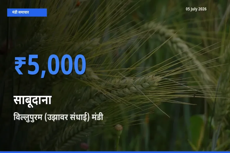 विल्लुपुरम (उझावर संधाई) मंडी में साबूदाना ₹5,000 पर पहुँचा – आज का सर्वोच्च भाव