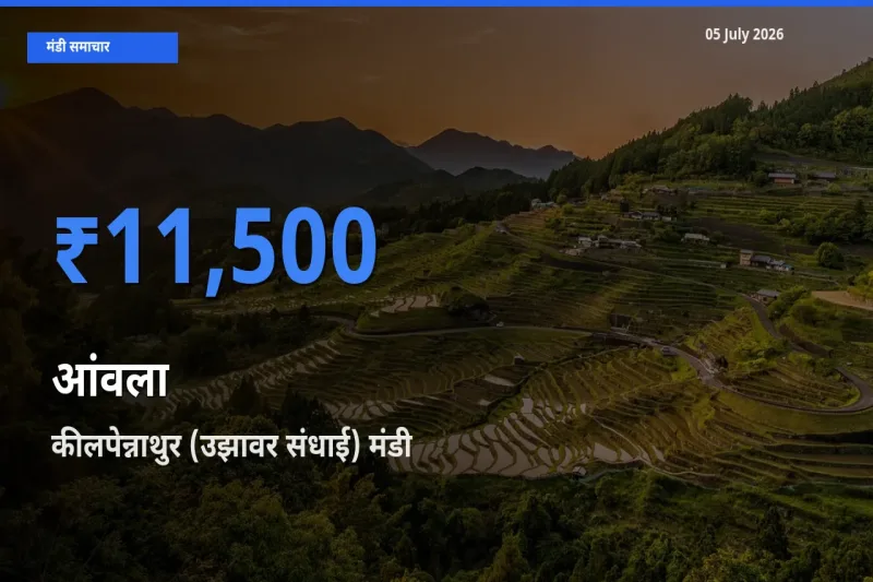 05 July अपडेट: आंवला के सबसे ऊँचे दाम कीलपेन्नाथुर (उझावर संधाई) मंडी में