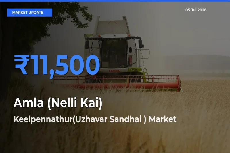 Amla (Nelli Kai) Mandi Rate Today: Keelpennathur(Uzhavar Sandhai ) Tops the List