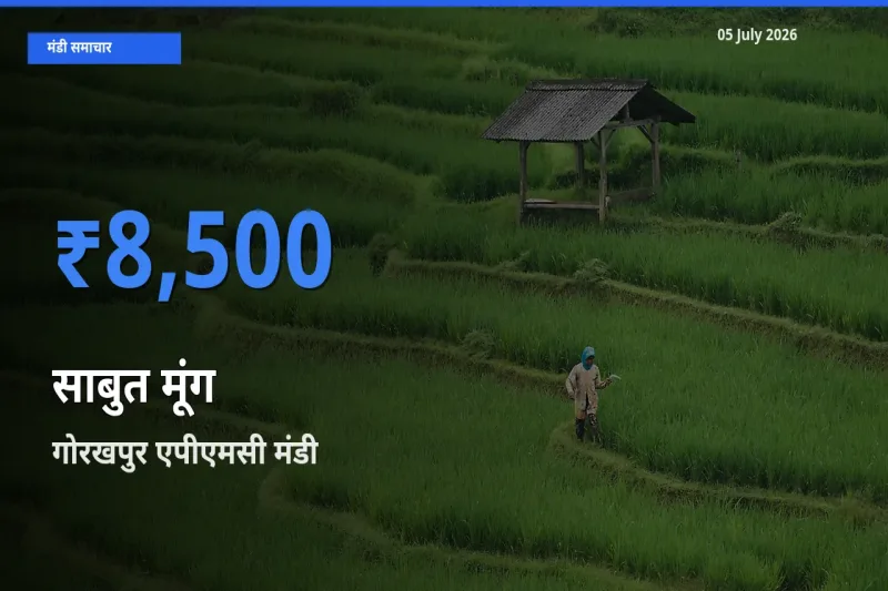गोरखपुर एपीएमसी में साबुत मूंग का आज सबसे ऊँचा भाव