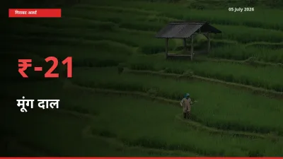 अचानक झटका! मंडी में मूंग दाल के दाम 20.83% टूटे