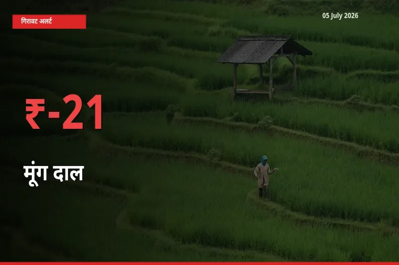 अचानक झटका! मंडी में मूंग दाल के दाम 20.83% टूटे