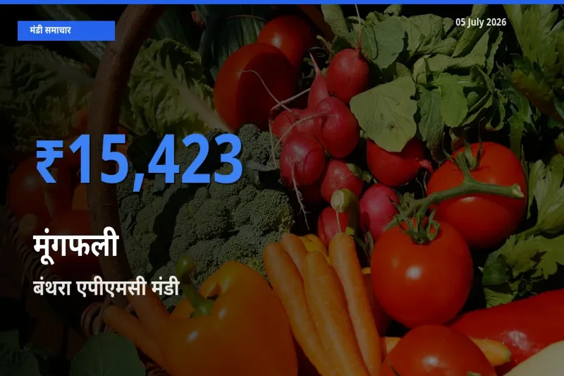 आज का मंडी भाव: मूंगफली के सबसे ज़्यादा दाम बंथरा एपीएमसी में