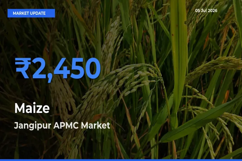 Jangipur APMC Emerges as Top Mandi for Maize Prices Today