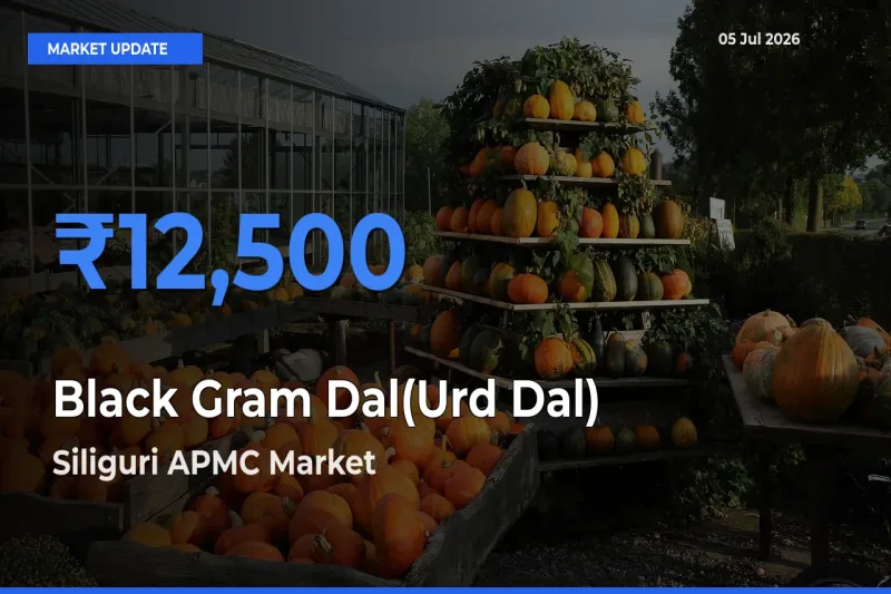 Siliguri APMC Leads as Top Mandi for Black Gram Dal(Urd Dal) Prices