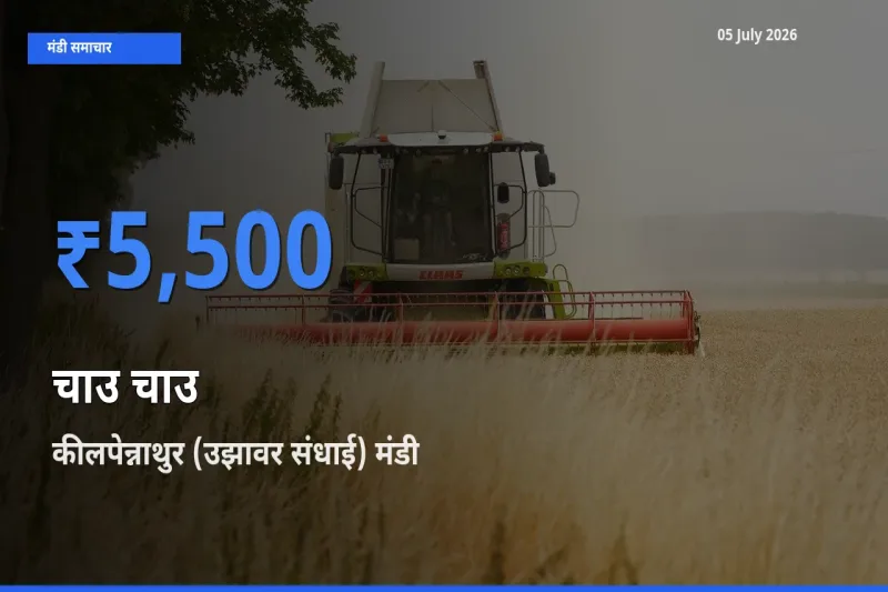 बाज़ार संकेत: कीलपेन्नाथुर (उझावर संधाई) बना चाउ चाउ के लिए आज की टॉप मंडी