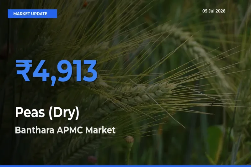 Banthara APMC Tops Peas (Dry) Mandi Rates Today