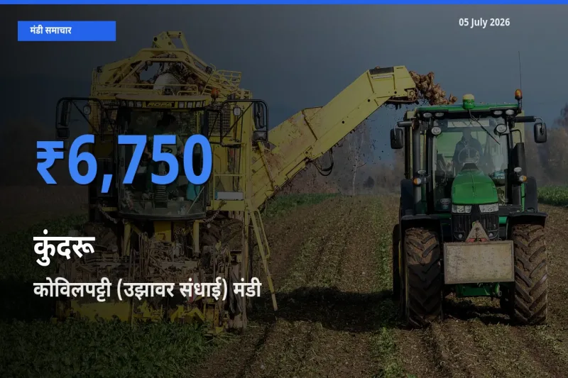 किसानों की पसंद बना कोविलपट्टी (उझावर संधाई), कुंदरू के सबसे अच्छे दाम