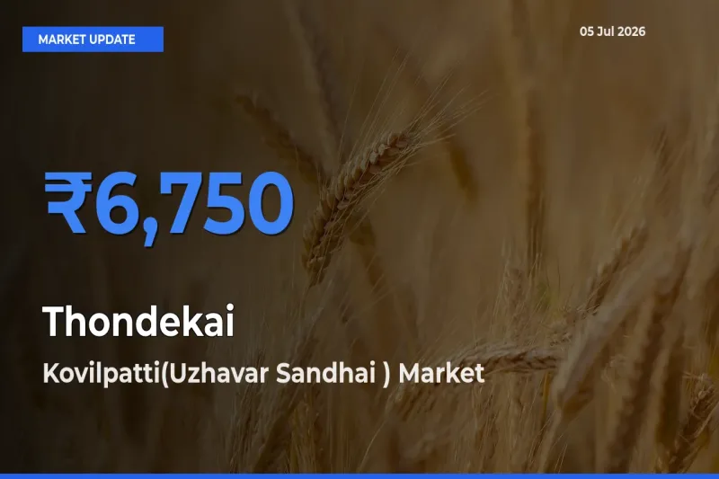 Kovilpatti(Uzhavar Sandhai ) Leads as Top Mandi for Thondekai Prices