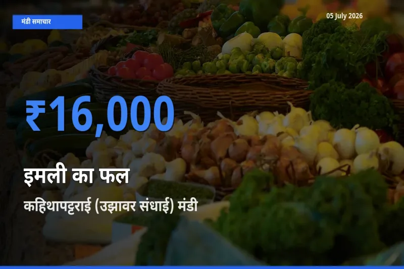 कहिथापट्टराई (उझावर संधाई) मंडी में इमली का फल ₹16,000 पर पहुँचा – आज का सर्वोच्च भाव