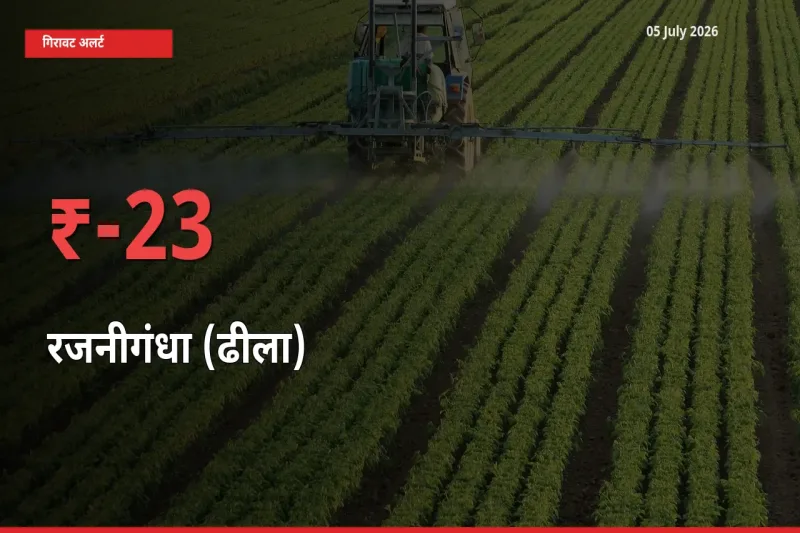 05 July अपडेट: रजनीगंधा (ढीला) के दाम मंडी में 22.79% गिरे