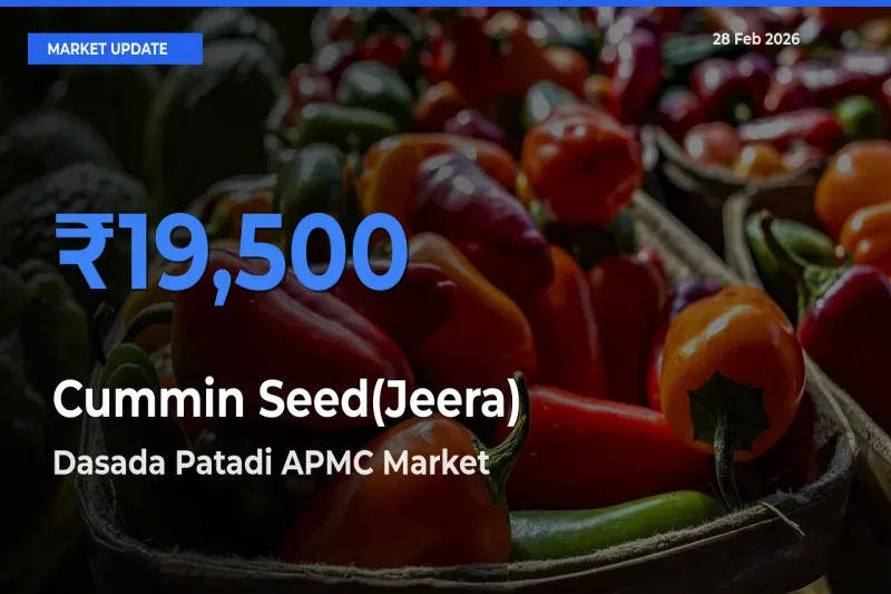 Dasada Patadi APMC Tops Cummin Seed(Jeera) Rates – February 28 Market Update