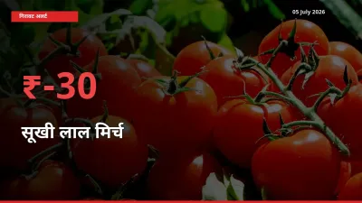सूखी लाल मिर्च के दाम प्रमुख मंडी में 29.71% गिरे, 24 घंटे में बड़ा बदलाव
