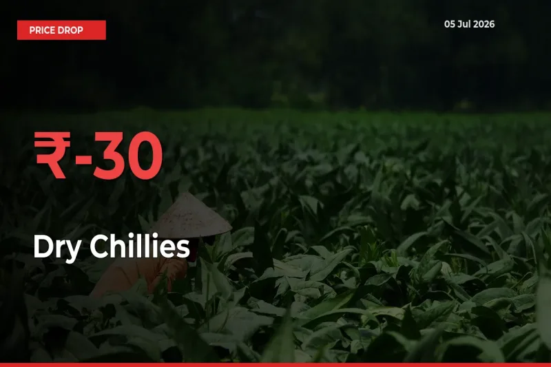 Dry Chillies Falls 29.71% at Mandis