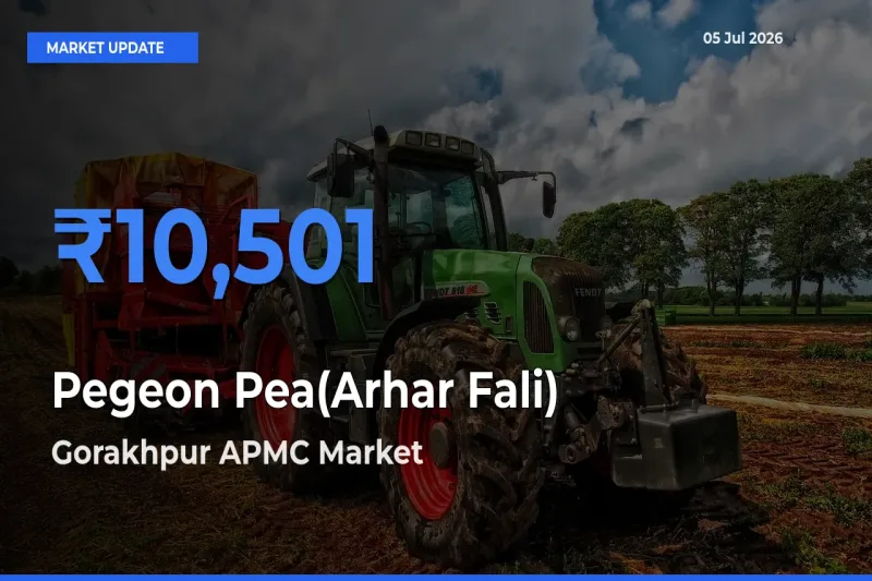 Pegeon Pea(Arhar Fali) Mandi Rate Today: Gorakhpur APMC Tops the List