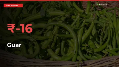 Guar Falls 15.97% at Mandis