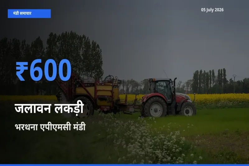 टॉप मंडी बना भरथना एपीएमसी! जलावन लकड़ी के सबसे ऊँचे दाम यहीं दर्ज