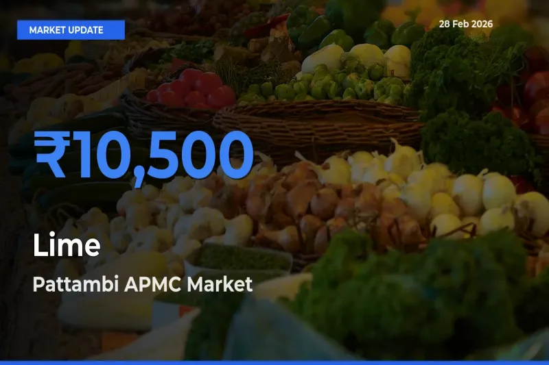 Top Performer! Pattambi APMC Offers Best Lime Price Today