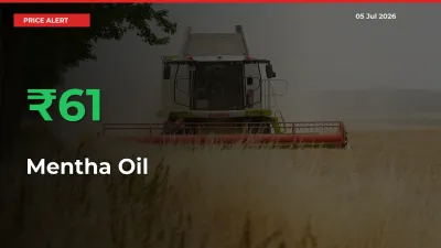 Sudden 61.34% Rally in Mentha Oil Prices Across Mandis