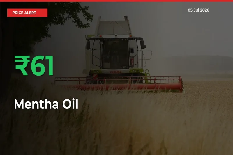 Sudden 61.34% Rally in Mentha Oil Prices Across Mandis