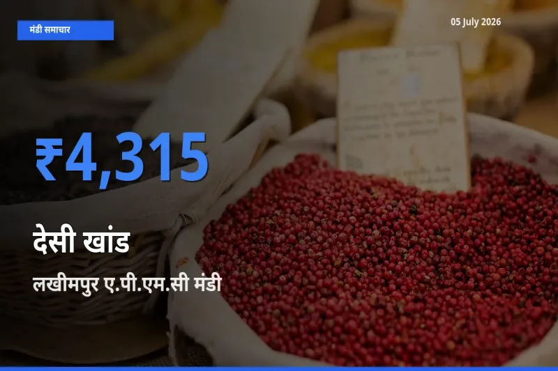 किसानों की पसंद बना लखीमपुर ए.पी.एम.सी, देसी खांड के सबसे अच्छे दाम