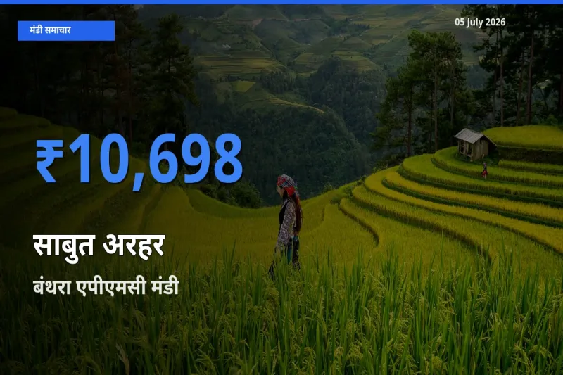 बंथरा एपीएमसी मंडी में आज साबुत अरहर के सबसे ऊँचे दाम दर्ज