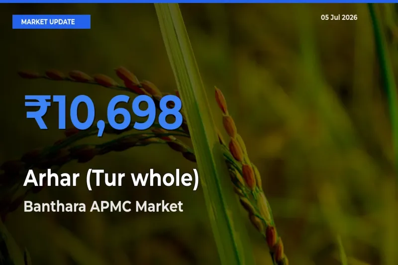 Arhar (Tur whole) Mandi Rate Today: Banthara APMC Tops the List