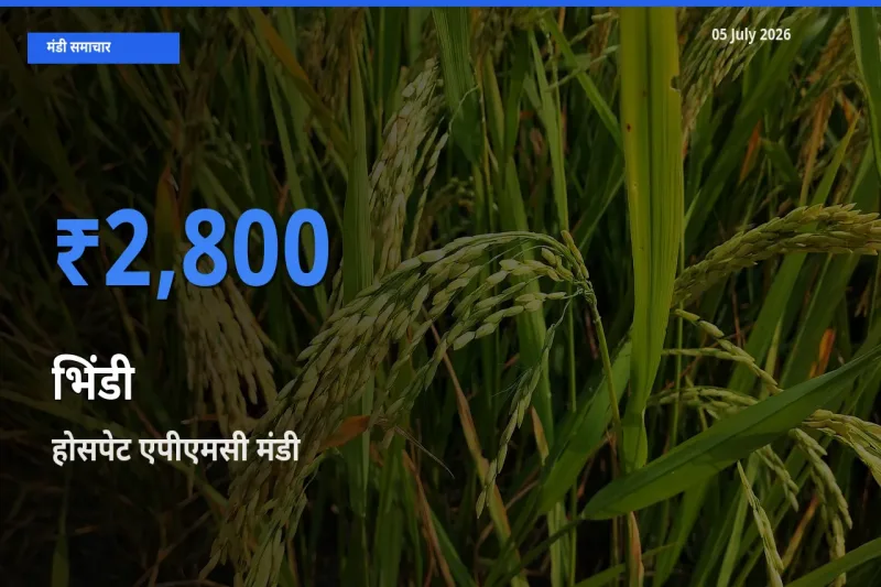 होसपेट एपीएमसी में भिंडी का आज सबसे ऊँचा भाव