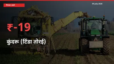 स्थानीय मंडी में कुंदरू (टिंडा तोरई) के दाम अचानक 19.21% गिरे, किसानों की चिंता बढ़ी