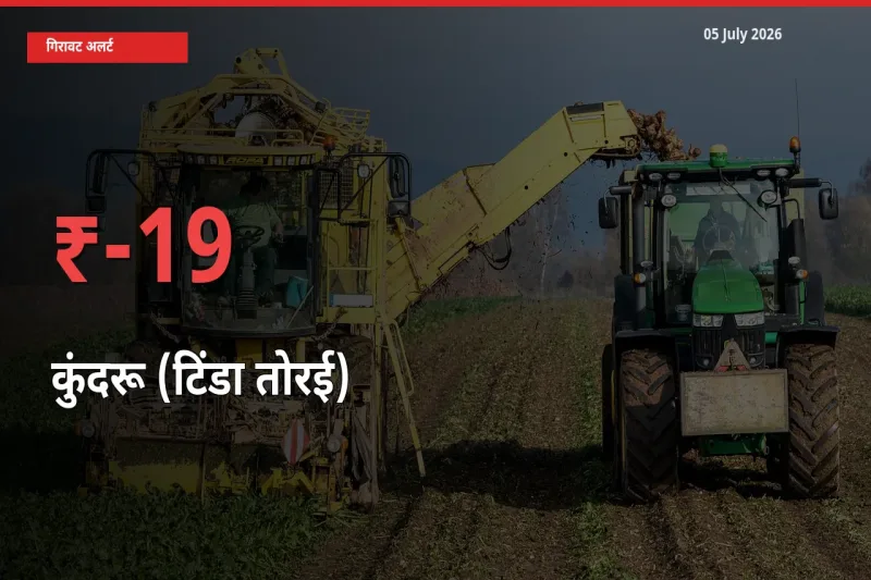 स्थानीय मंडी में कुंदरू (टिंडा तोरई) के दाम अचानक 19.21% गिरे, किसानों की चिंता बढ़ी