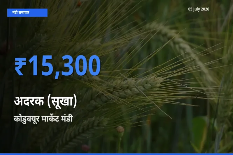 बाज़ार संकेत: कोडुवयूर मार्केट बना अदरक (सूखा) के लिए आज की टॉप मंडी