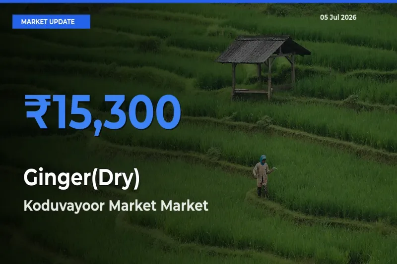 Koduvayoor Market Leads as Top Mandi for Ginger(Dry) Prices