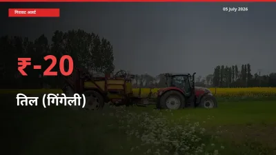 आज का मंडी भाव: तिल (गिंगेली) के दाम मंडी में 20.23% नीचे