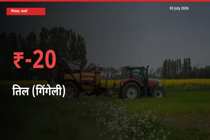आज का मंडी भाव: तिल (गिंगेली) के दाम मंडी में 20.23% नीचे