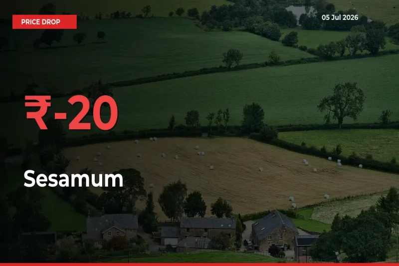 Sharp Fall! Sesamum Prices Plunge 20.23% in a Day at Key Mandis