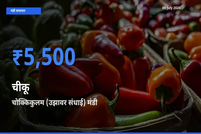 बाज़ार संकेत: चोक्किकुलम (उझावर संधाई) बना चीकू के लिए आज की टॉप मंडी