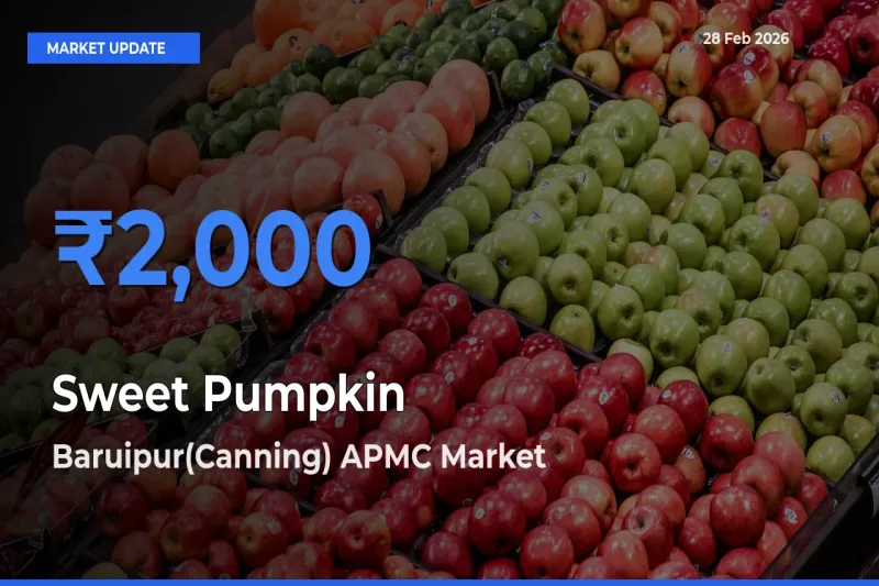Sweet Pumpkin Mandi Rate Today: Baruipur(Canning) APMC Tops the List