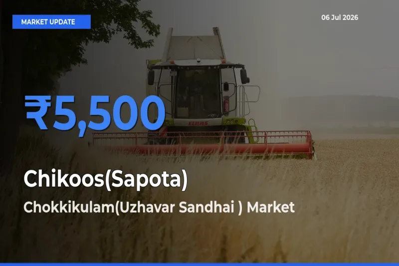 Chokkikulam(Uzhavar Sandhai ) Tops Chikoos(Sapota) Mandi Rates Today
