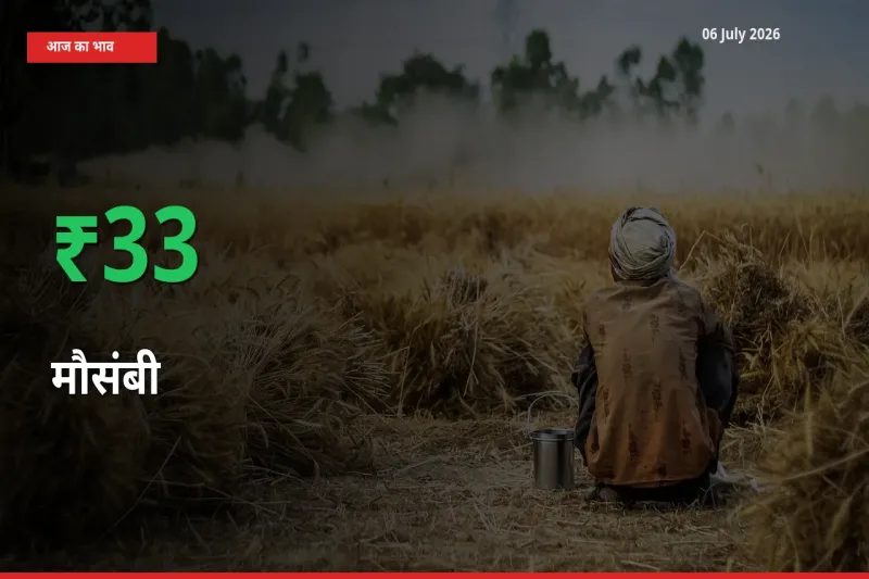 आज का मंडी भाव: मौसंबी के दाम मंडी में 33.48% ऊपर