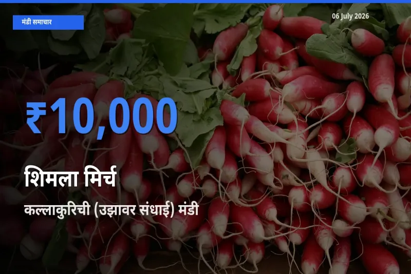 किसानों की पसंद बना कल्लाकुरिची (उझावर संधाई), शिमला मिर्च के सबसे अच्छे दाम