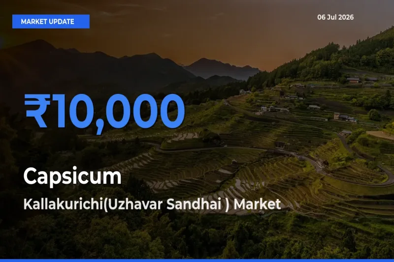 Farmers Prefer Kallakurichi(Uzhavar Sandhai ) as Capsicum Hits Highest Rate