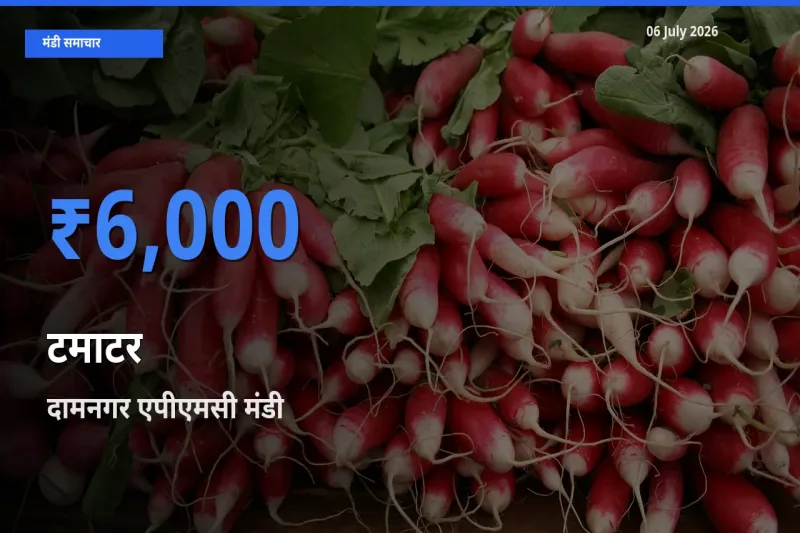 टॉप मंडी बना दामनगर एपीएमसी! टमाटर के सबसे ऊँचे दाम यहीं दर्ज
