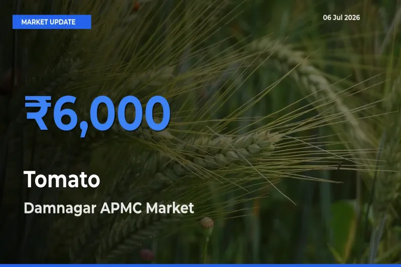 Damnagar APMC Tops Tomato Rates – July 06 Market Update