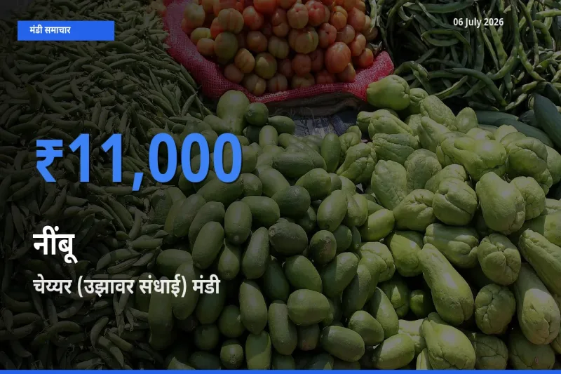 चेय्यर (उझावर संधाई) मंडी में आज नींबू के सबसे ऊँचे दाम दर्ज