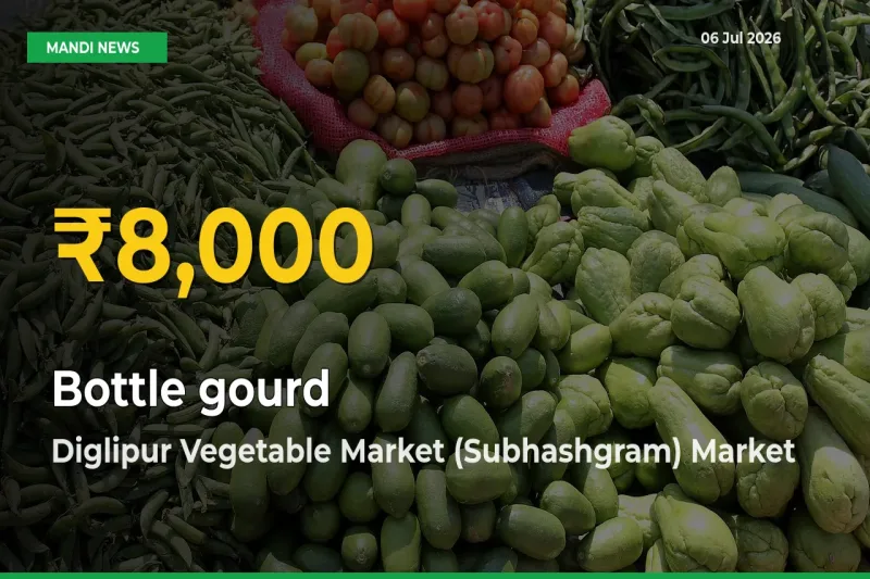 Farmers Benefit as Bottle gourd Rate Touches New High in Diglipur Vegetable Market (Subhashgram)